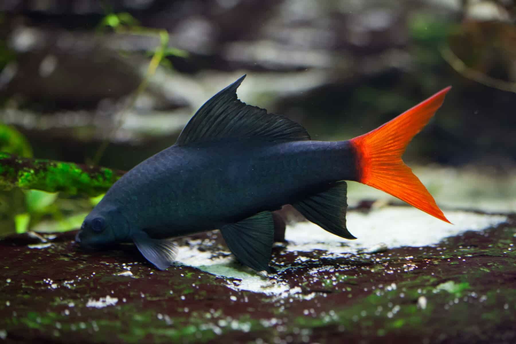 Imagem do Labeo Bicolor